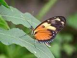 kleine-monarchvlinder