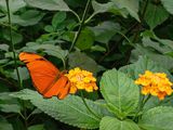 oranje-passiebloemvlinder